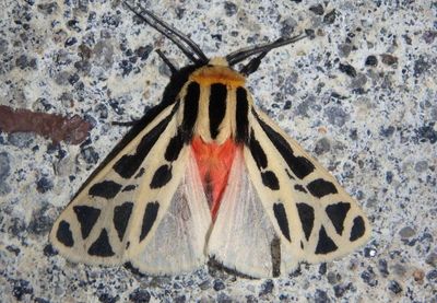 Apantesis proxima; Mexican Tiger Moth