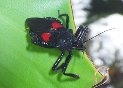 Apiomerus Bee Assassin species 