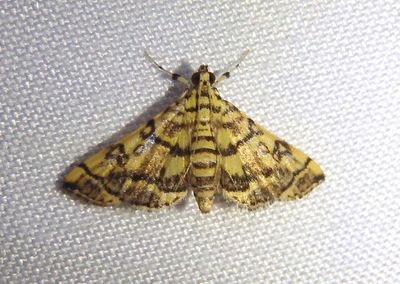 Apogeshna stenialis; Checkered Apogeshna Moth 