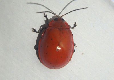 Chrysomelidae Leaf Beetle species