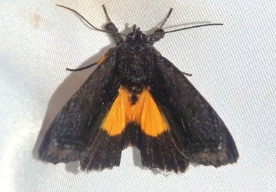 Unknown Noctuid Moth species 