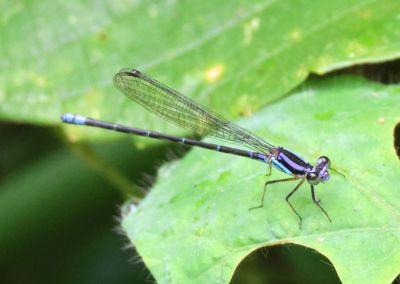 Argia Dancer species; male