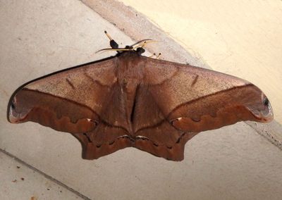 Arsenura armida; Giant Silk Moth species