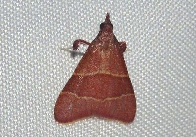 Arta incurvalis; Pyralid Moth species