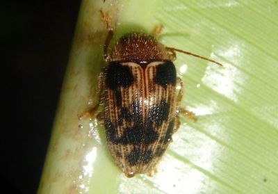 Artematopus Soft-bodied Plant Beetle species
