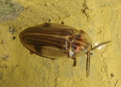 Aspisoma aegrotum; Firefly species