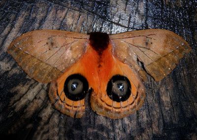 Automeris baus; Silkworm Moth species