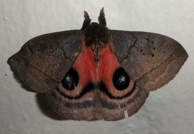 Automeris celata; Io Moth species