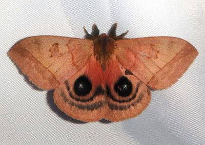 Automeris Eyed Silkmoth species