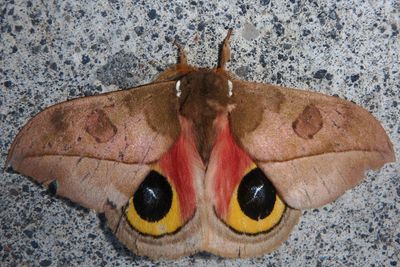 Automeris zugana; Io Moth species