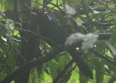 Azure-hooded Jay