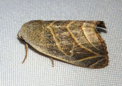 Bagisara laverna; Cutworm Moth species