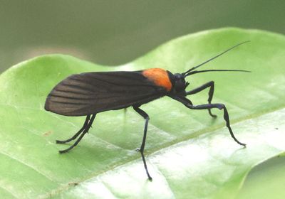 Balbura Lichen Moth species