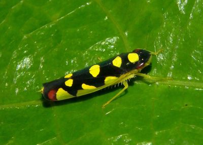 Baleja flavoguttata; Sharpshooter species