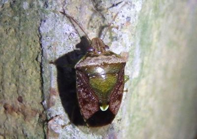 Banasa santarosana; Stink Bug species 