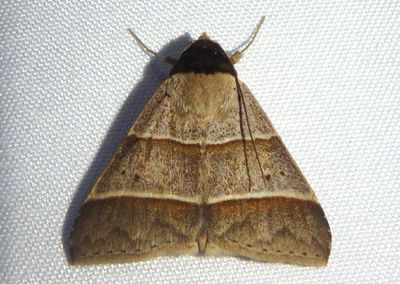 Baniana ostia; Noctuid Moth species