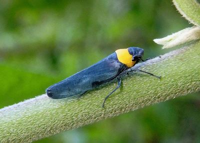 Barbinolla costaricensis; Leafhopper species