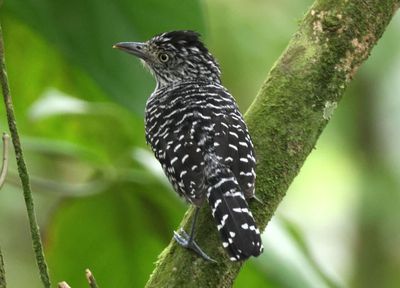 Barred Antshrike; male