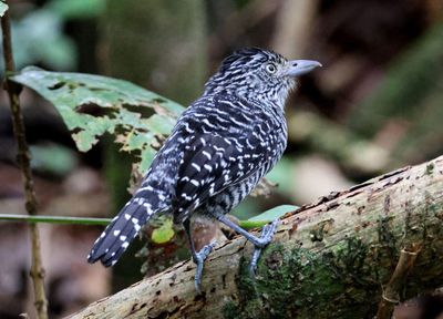 Barred Antshrike; male 