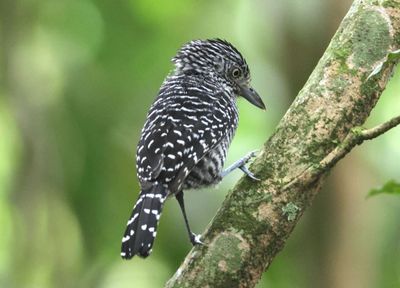 Barred Antshrike; male 