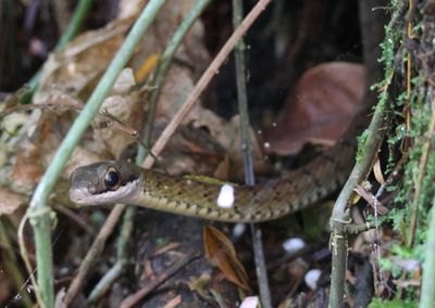 Barred Forest Racer