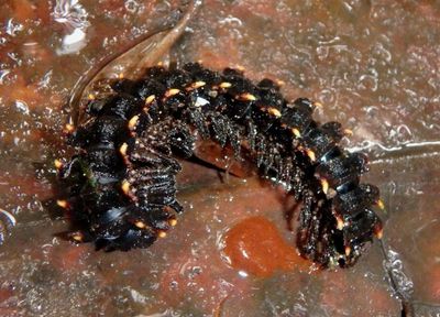 Barydesminae Flat-backed Millipede species
