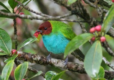 Bay-headed Tanager