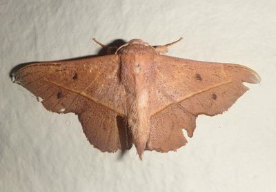 Bedosia ligina; Sack-bearer Moth species