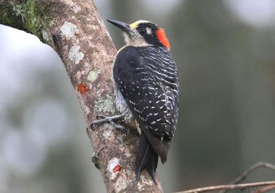Black-cheeked Woodpecker; female 