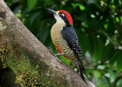 Black-cheeked Woodpecker; male