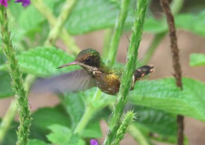 Black-crested Coquette; female