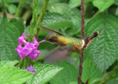 Black-crested Coquette; female 
