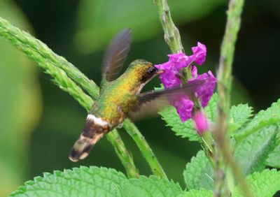 Black-crested Coquette; female 