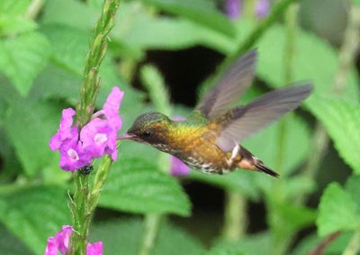 Black-crested Coquette; female