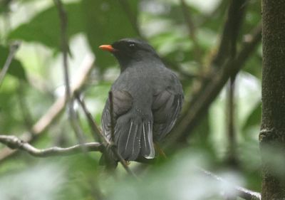 Black-faced Solitaire 