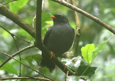Black-faced Solitaire 