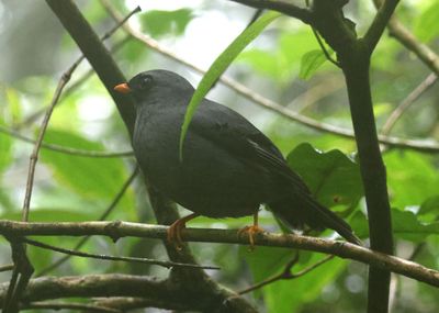Black-faced Solitaire