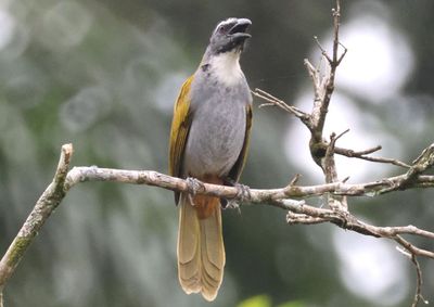 Black-headed Saltator