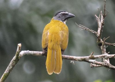 Black-headed Saltator