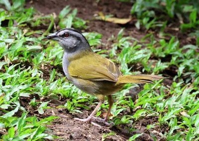 Black-striped Sparrow 
