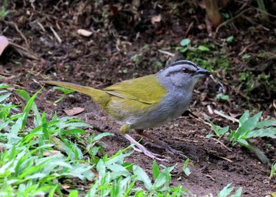 Black-striped Sparrow