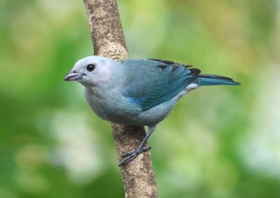 Blue-gray Tanager 