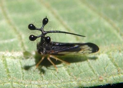 Bocydium mae; Treehopper species