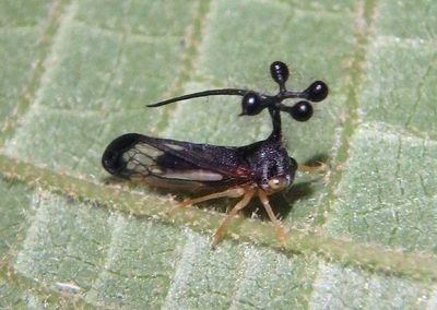 Bocydium mae; Treehopper species 