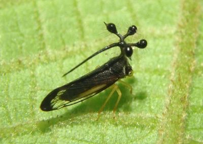 Bocydium mae; Treehopper species