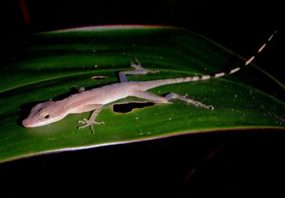 Border Anole