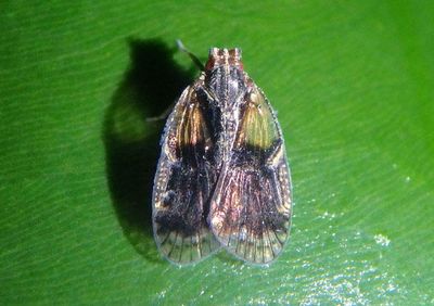Bothriocerini Planthopper species