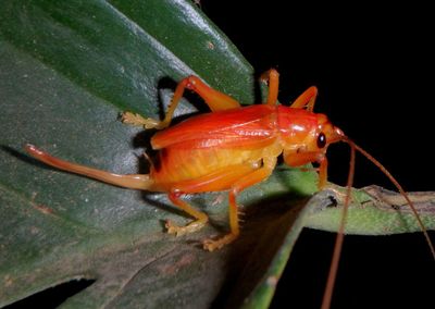Brachybaenus Wood Cricket species