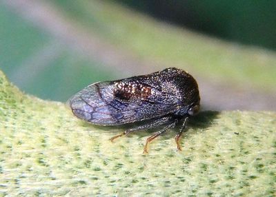 Brachybelus Treehopper species