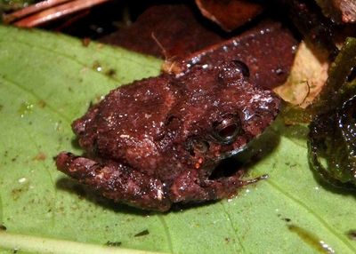 Bransford's Litter Frog 